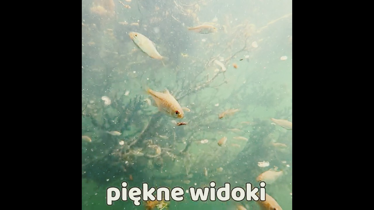 NURKOWANIE W POLSKICH JEZIORACH 3 #nurkowanie #jezioro #ryby