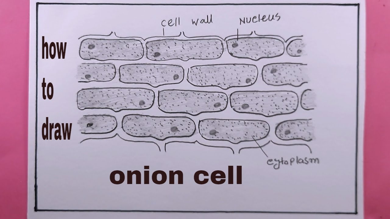 how to draw onion cell/draw onion peel cells