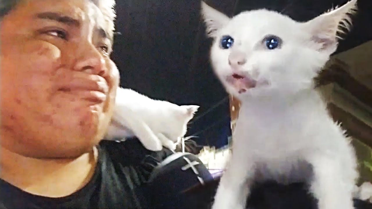 THIS KITTEN MELTED MY HEART - I HAD TO SAVE IT :&acute;(