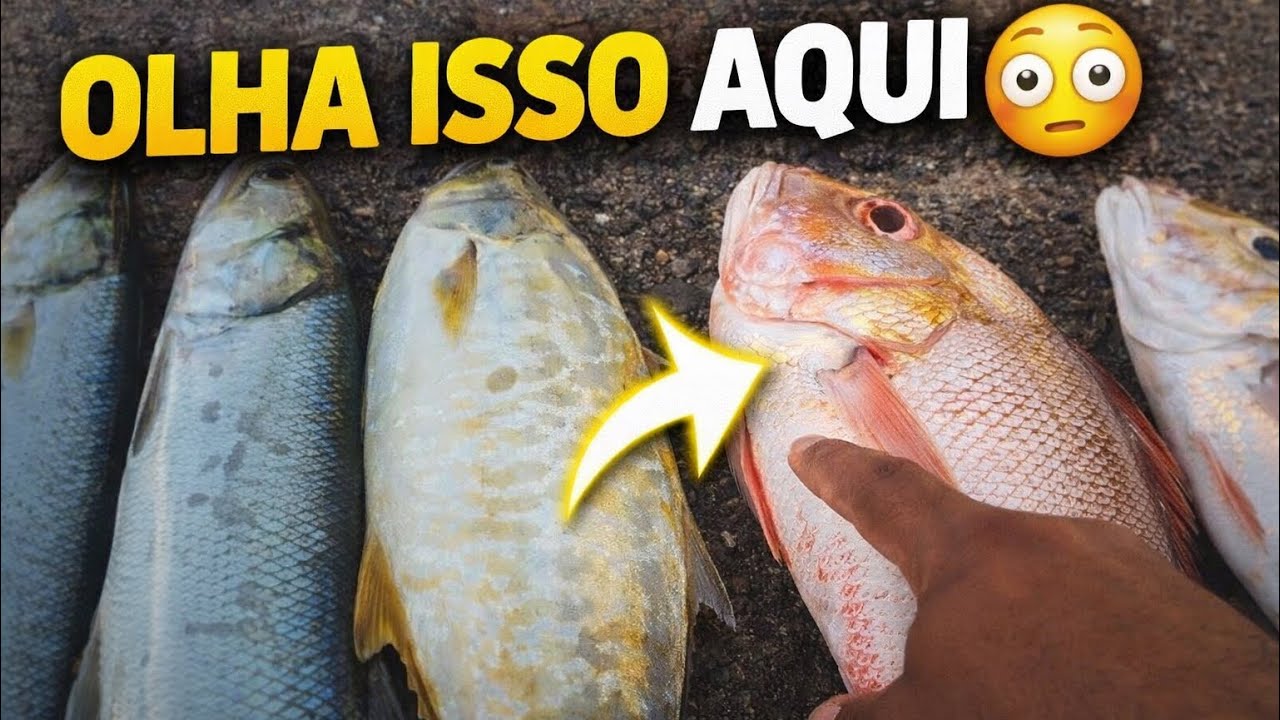 PEIXES DIFERENTES & BOAS FISGADAS NO MAR 🎣