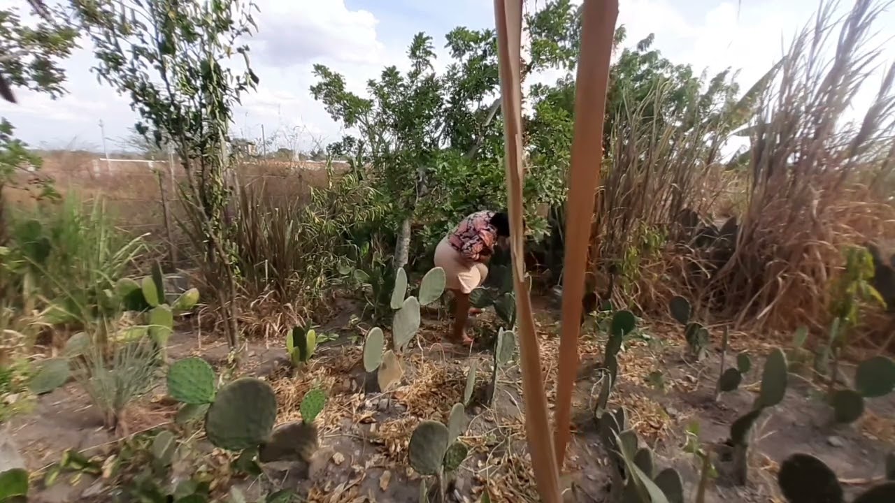 mostrando a realidade do nordestino + resgatando os peixinhos 