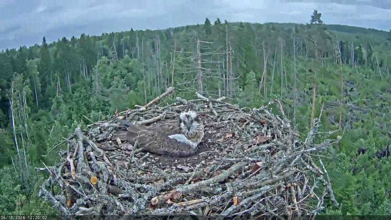 18/06/2016 Kalakotkas2 strong wind, small chick lost