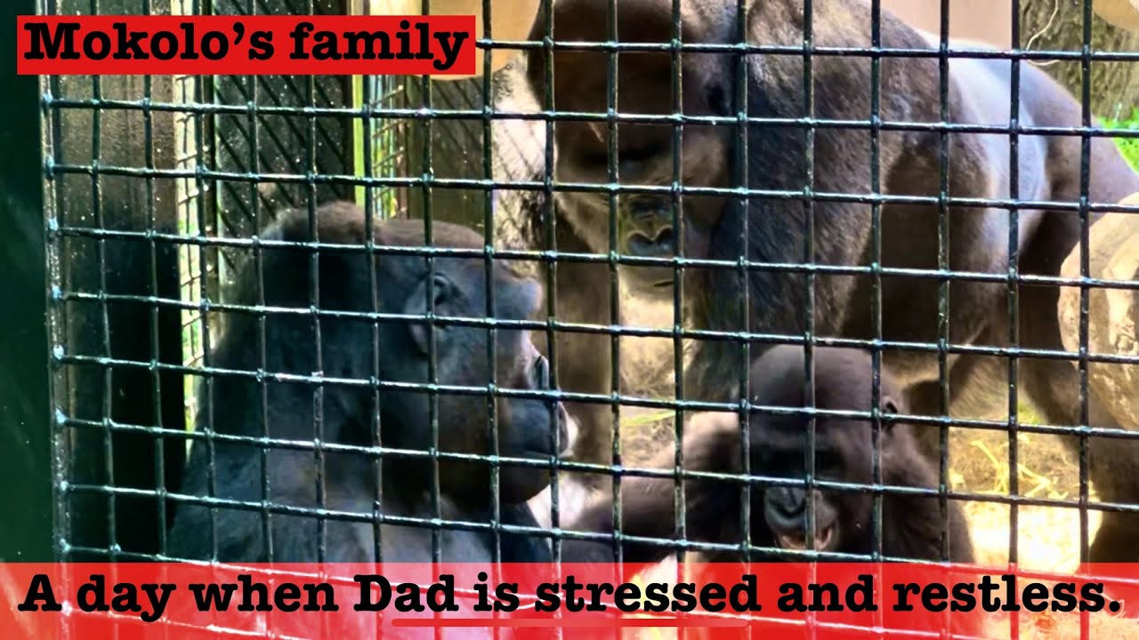 Mokolo’s family - Female Gorilla Tusa screams, silverback becomes restless.