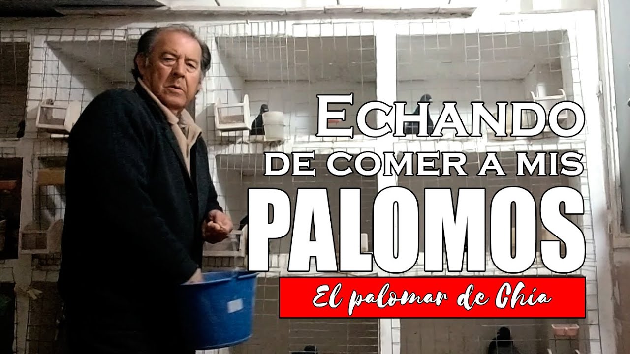 Echando de comer a los palomos un domingo de lluvia #palomos #palomar #pigeon