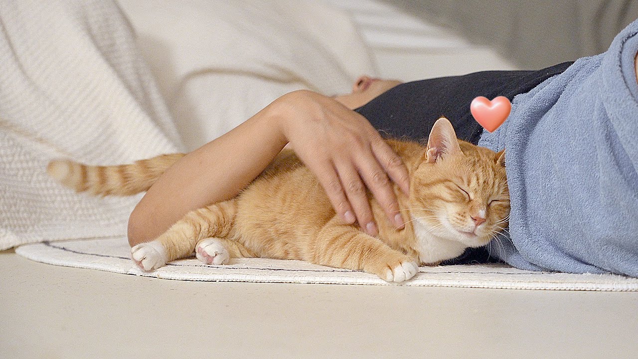 그저 모두를 좋아하는 외향형 고양이였던 것..💛