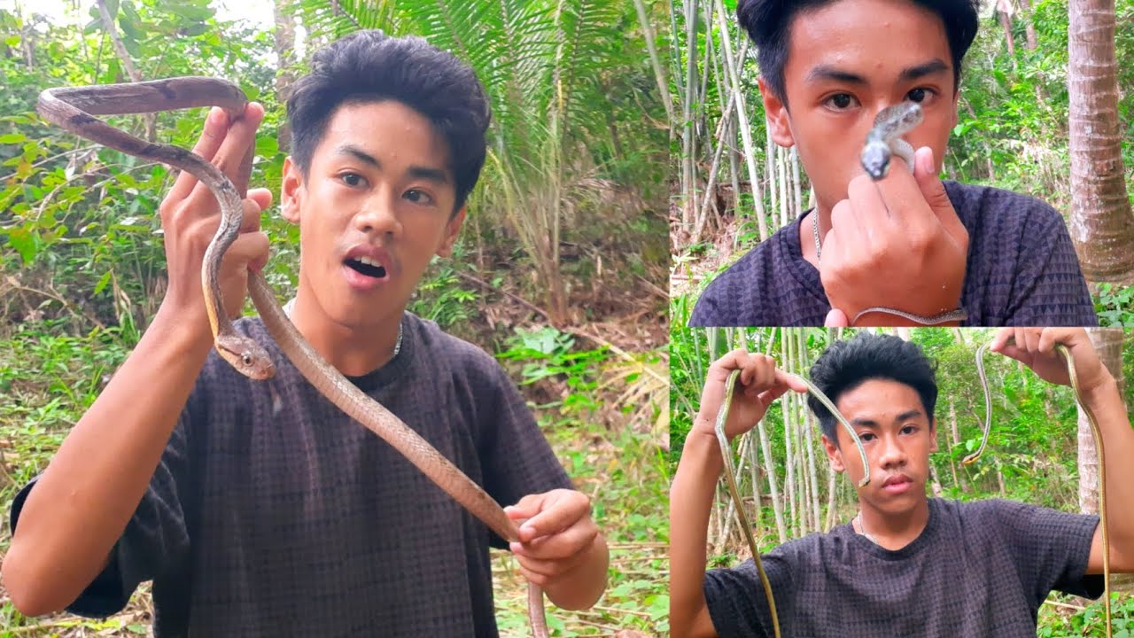 Releasing a Wolf Snake, Bronzeback Snakes and a Big Dog Toothed Cat Snake!