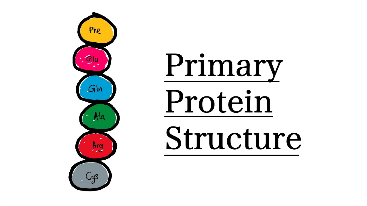 Primary Structure of Proteins | MCAT Biochemistry