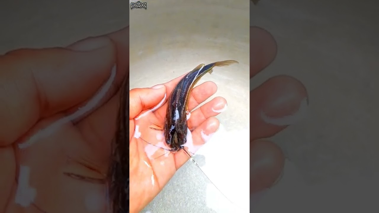 Stripped Dwarf Catfish #shorts