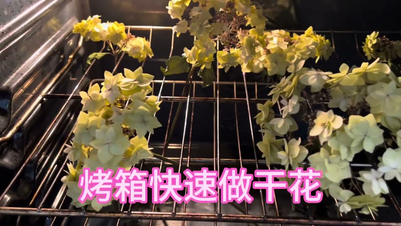 #快速做干花#低成本做干花#烤箱做干花/#DIY干燥花/#garden 绣球干花制作方法