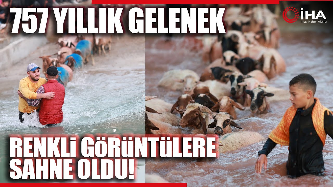 757 Yıllık Gelenek "Yünüm Böğet" Eğlenceli Görüntülere Sahne Oldu