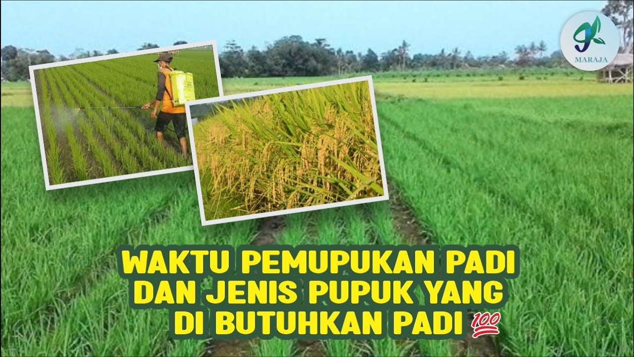 WAKTU PEMUPUKAN PADI DAN JENIS PUPUK YANG DI BUTUHKAN PADI💯