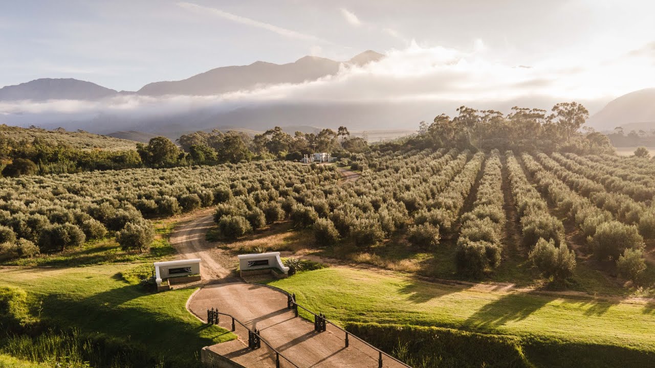South Africa's most awarded, certified extra virgin olive oil