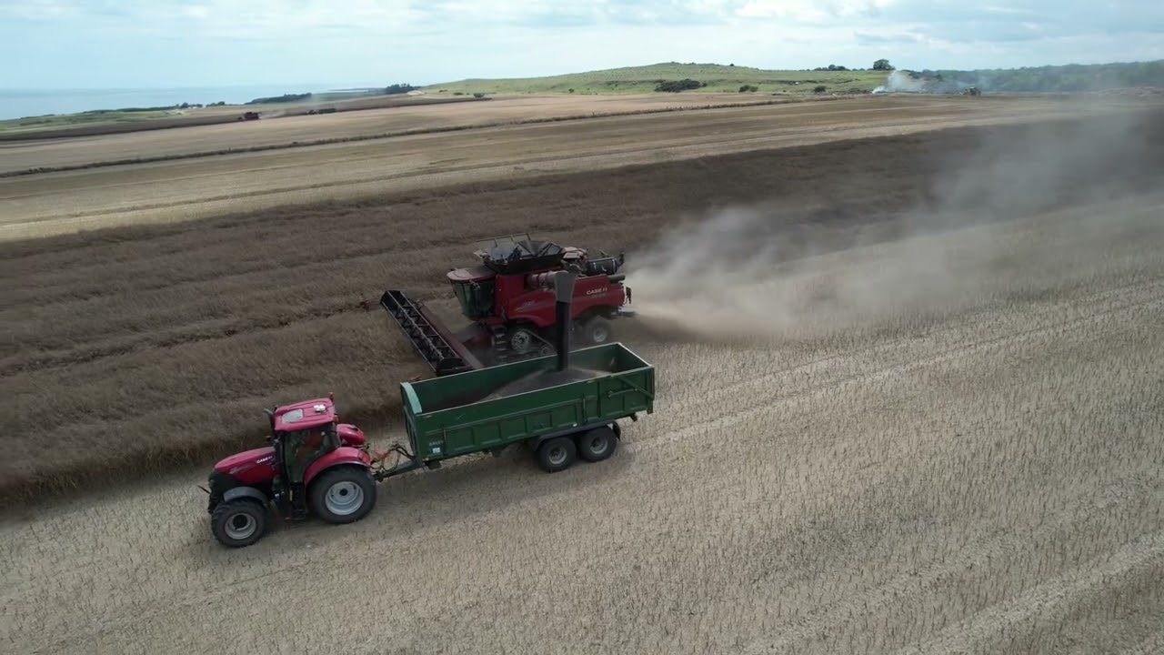 Oilseed Rape harvesting in Star Field