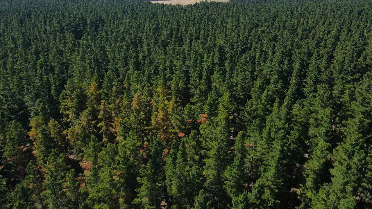 kuitpo Forest