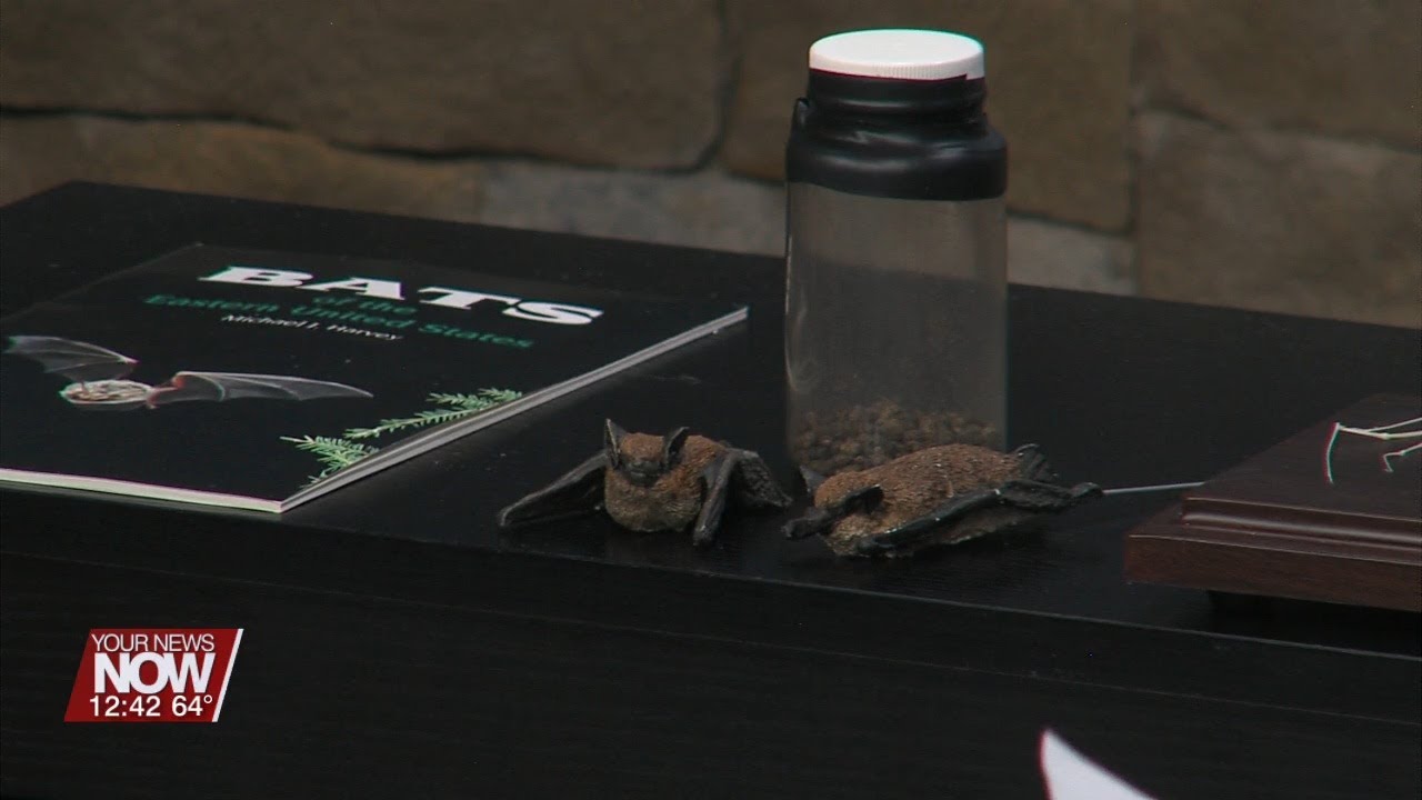 Bat facts with with the Ohio Division of Wildlife