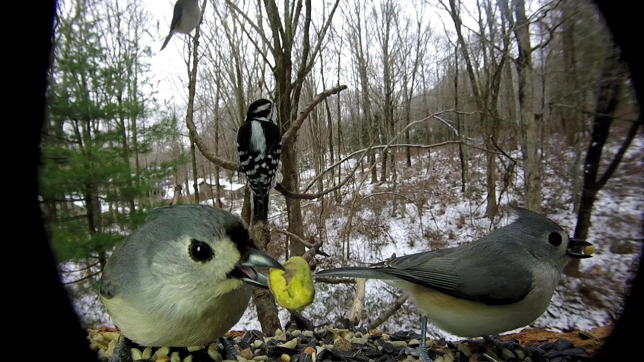 BIRDS (cat approved:)