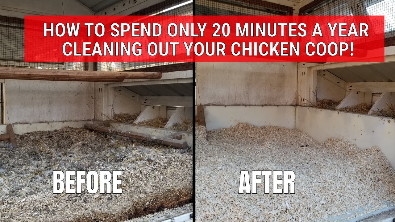 How to Spend Only 20 Minutes a Year Cleaning Out Your Chicken Coop!
