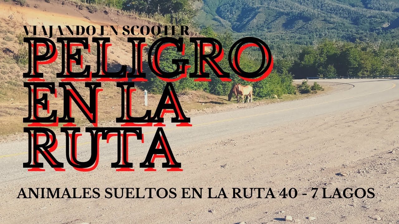 PELIGRO!!! Animales sueltos en ruta de 7 Lagos. Viajando en Scooter 150cc. Serie #1 Ep#8