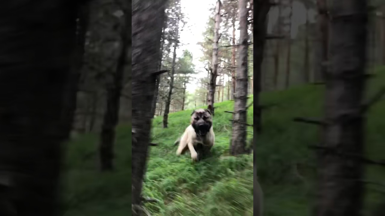 #kangal #dangerous #dog #video #animals #roki #attack #wolf #black