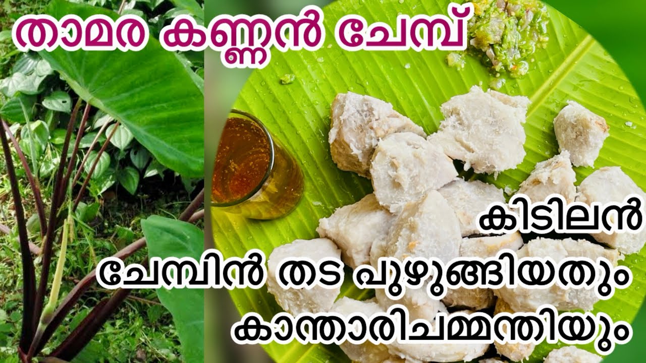കിടിലൻചേമ്പിൻ തട പുഴുങ്ങിയതും കാന്താരിചമ്മന്തിയും 😋#chembu