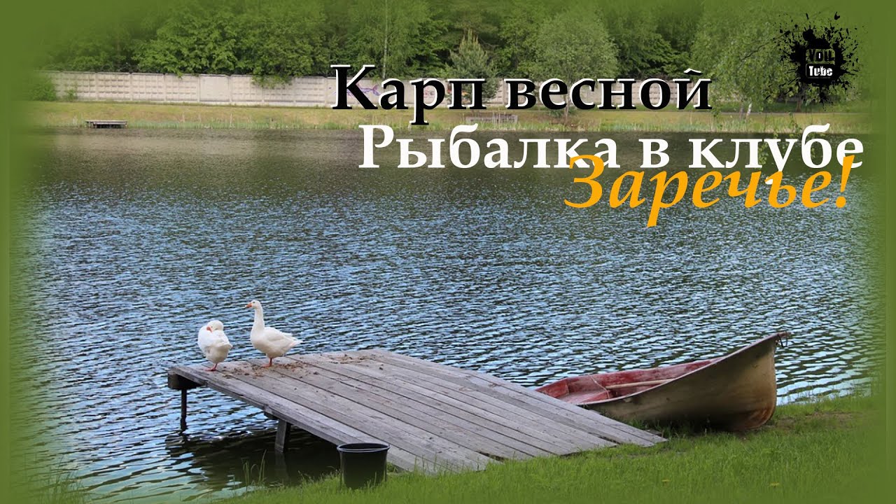 Карп весной в рыболовном клубе Заречье. Рыбалка в Московской области ))