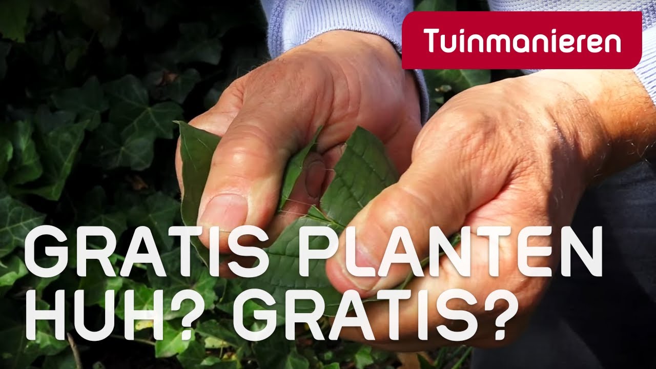 Gratis planten, hoe vermeerder of stek je planten in je tuin? Afleggen | Tuinmanieren
