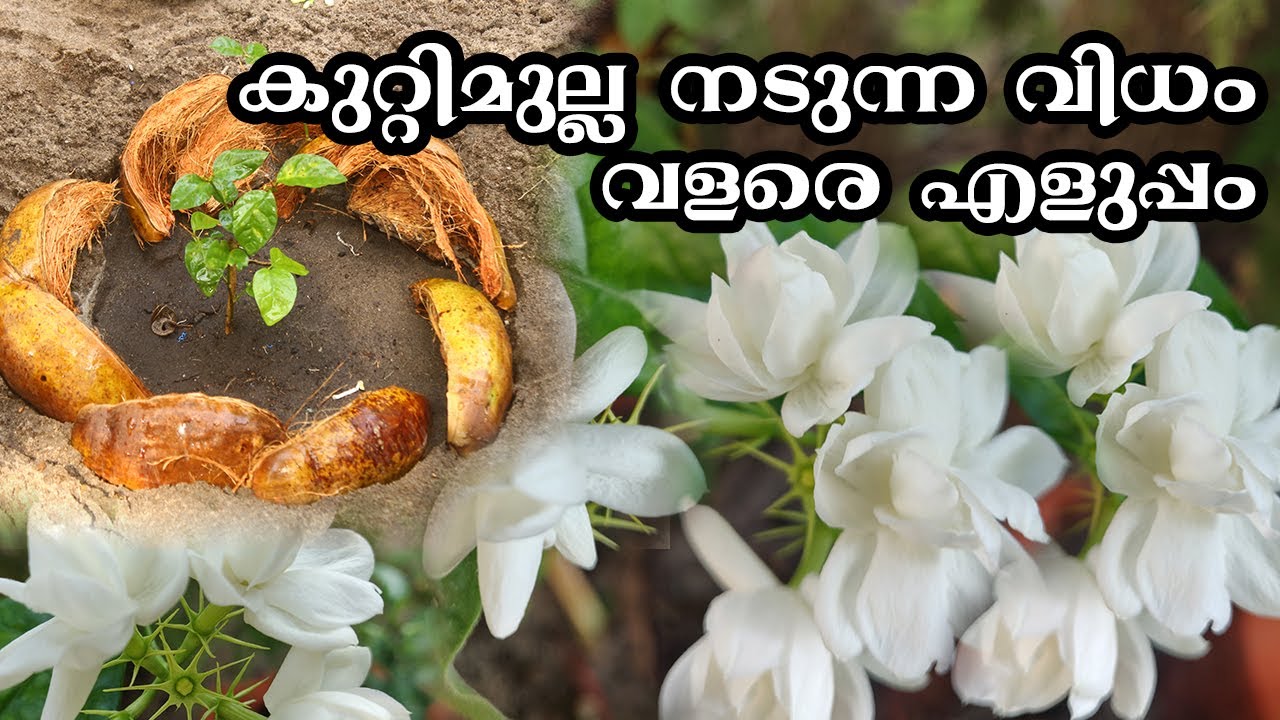 JASMINE PLANT GROWING TIPS | JASMINE PLANT CARE കുറ്റി മുല്ല എളുപ്പത്തില്‍ വീട്ടില്‍ നട്ടുവളര്ത്താം