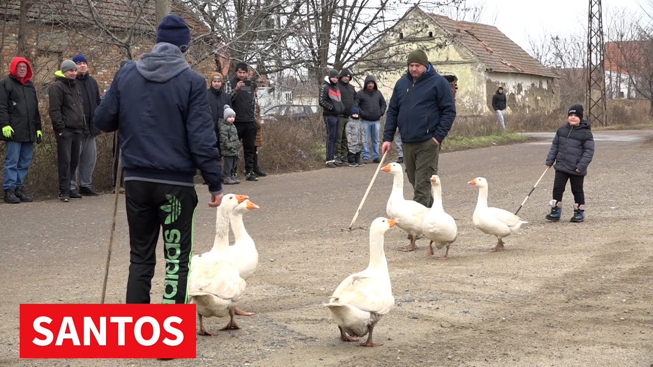U MELENCIMA ODRŽANO ČETVRTFINALE U TRADICIONALNOM NADMETANJU GUSANA