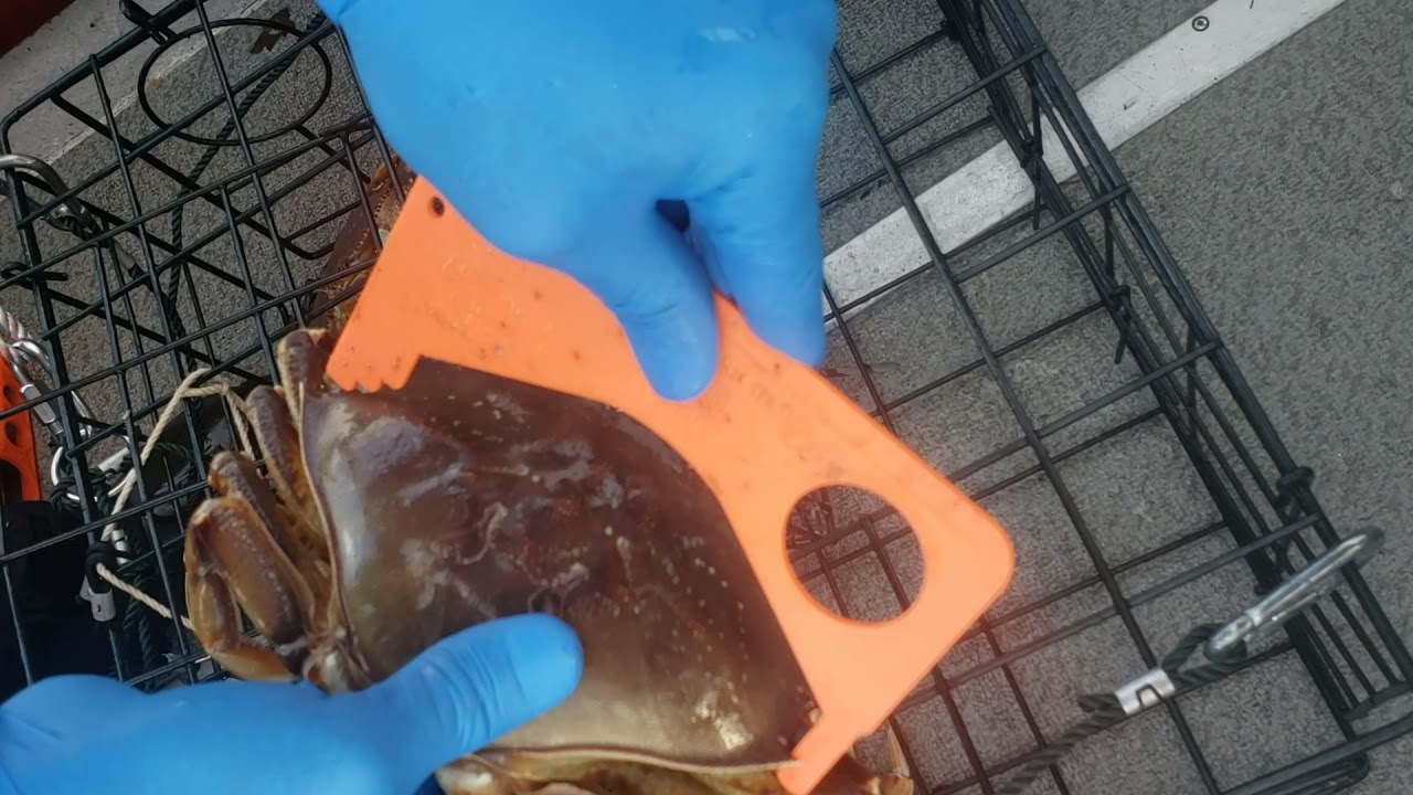 Crabbing in Everett WA.