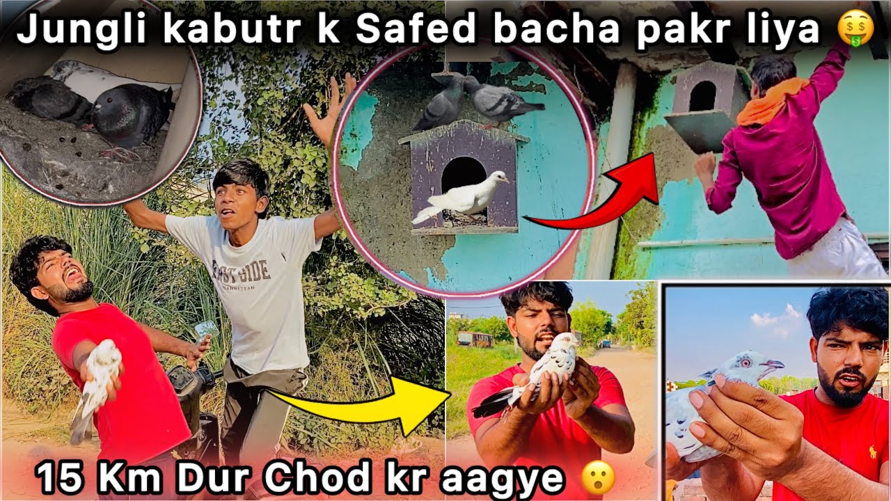 Jungli kabutar ka Safed bacha pakd liya 😮 || 15 km Dur Ura Diya 🤑 || Kya Vapas Aayega 🕊️