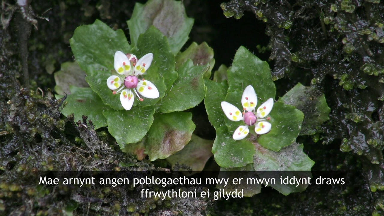 Plants on the Edge: Arctic Alpines in Wales / Ar y dibyn: Planhigion Arctig Alpaidd yng Ngymru