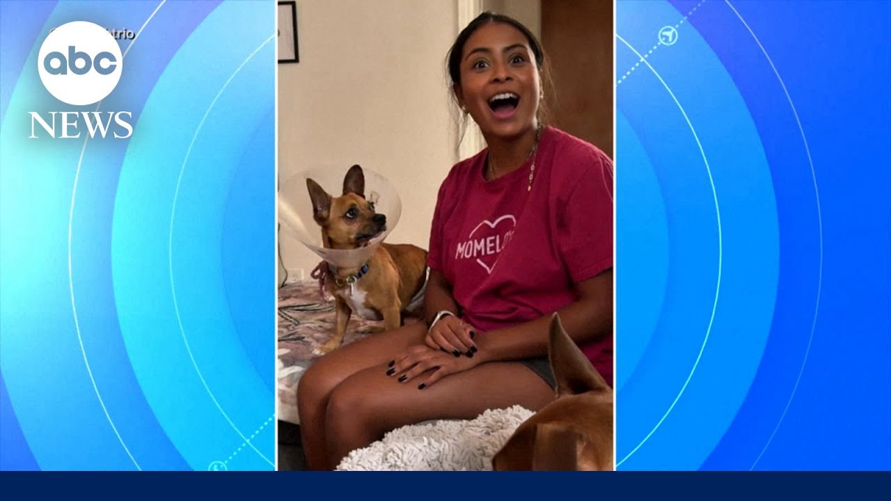 Chihuahua's new mom learns he responds to Spanish, not English in viral video