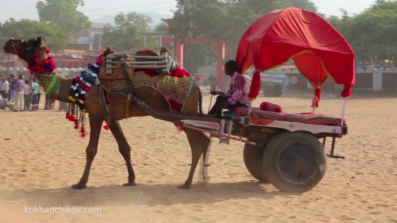 Pushkar camel fair in India