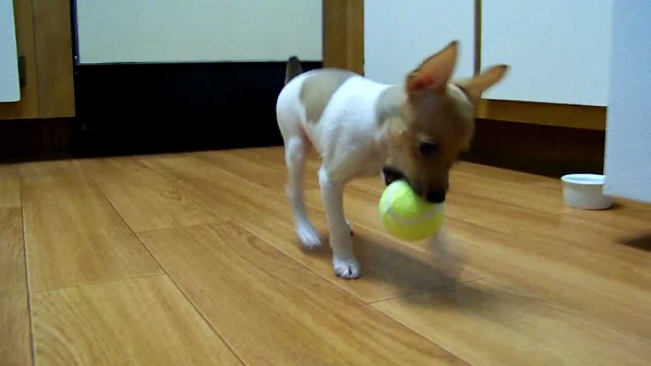 Mike and Molly the Toy Fox Terrier