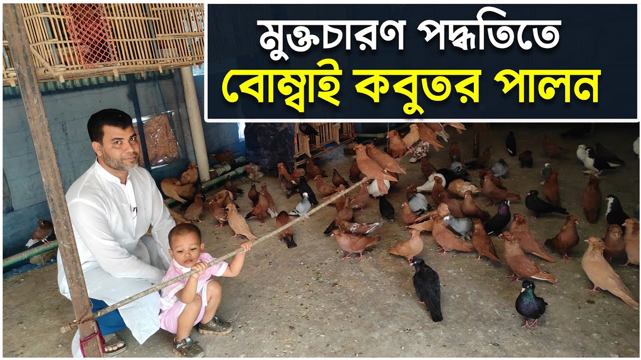 বোম্বাই কবুতর পালন করে সফল নারায়ণগঞ্জের বশির আহমেদ।Bombay pigeon farming