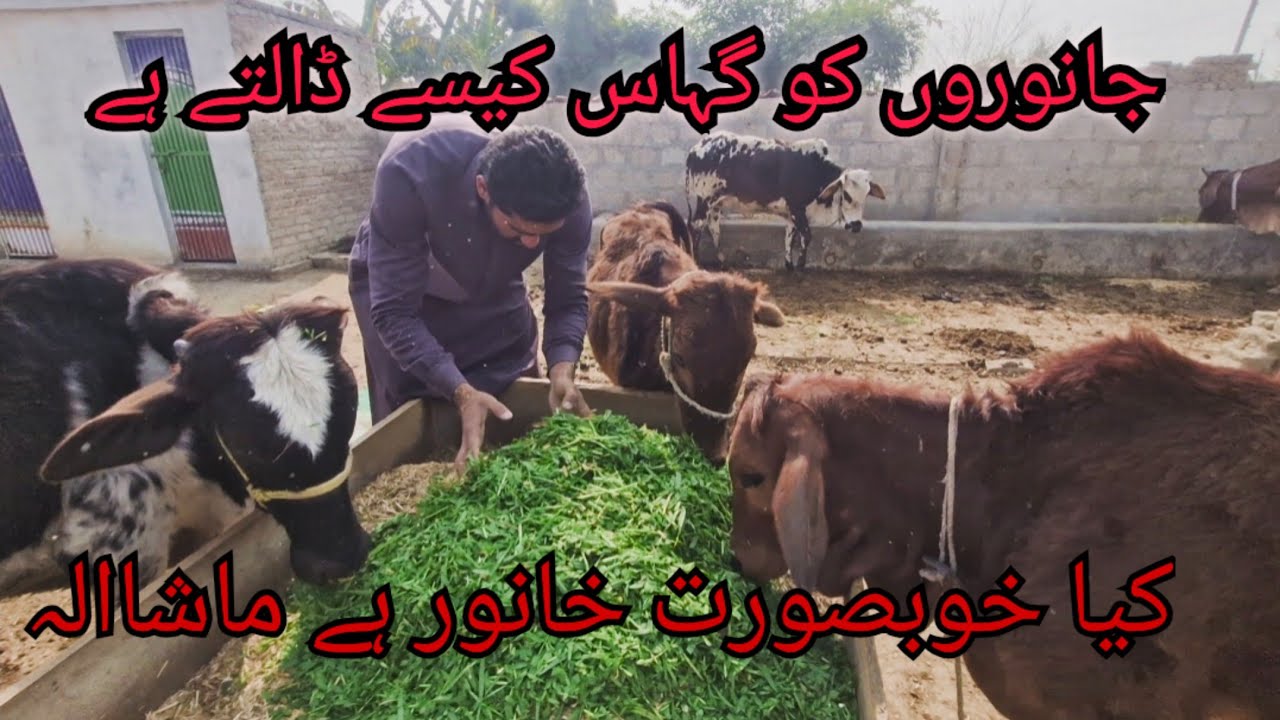 Janwaro ko ghass dalty hy aj | janwaro ko ghass kysy dalty hy 