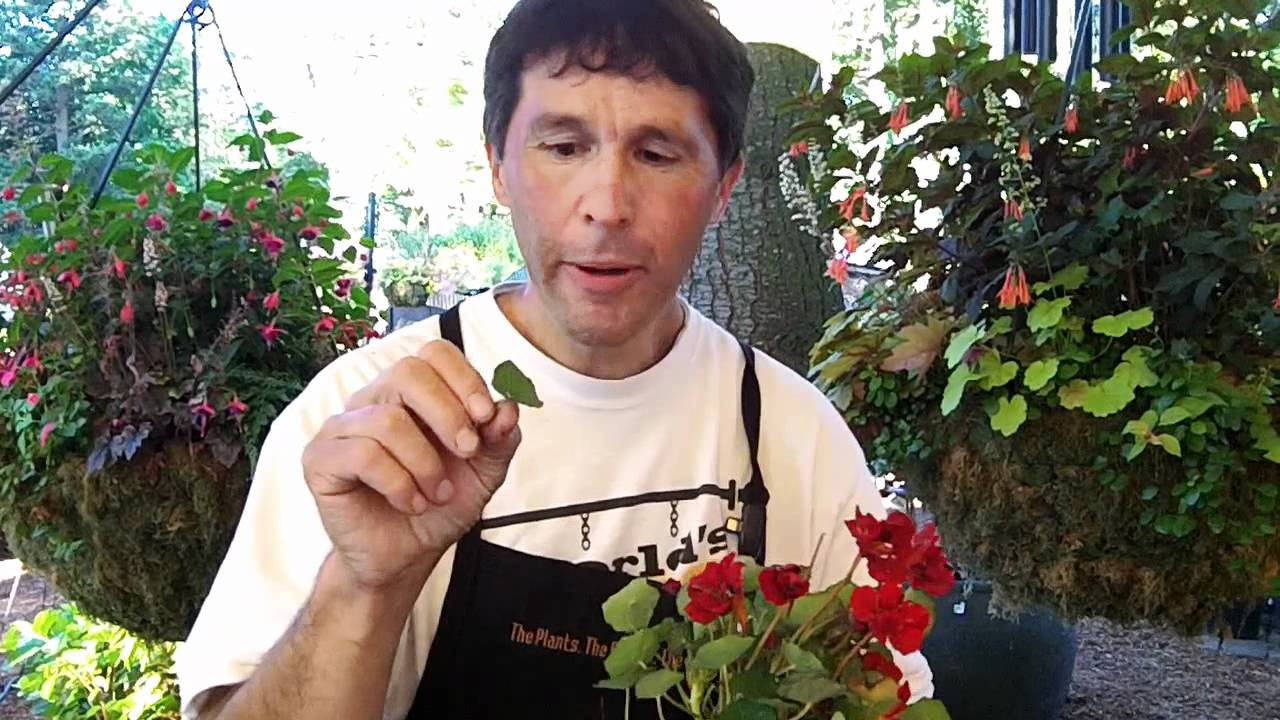Nasturtium, just eat it...