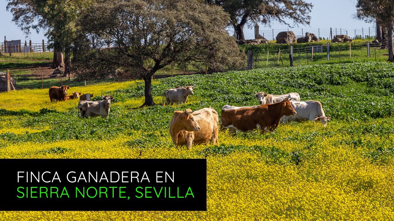 Finca ganadera de 170 hectáreas en exploración en venta a una hora de Sevilla | P2735