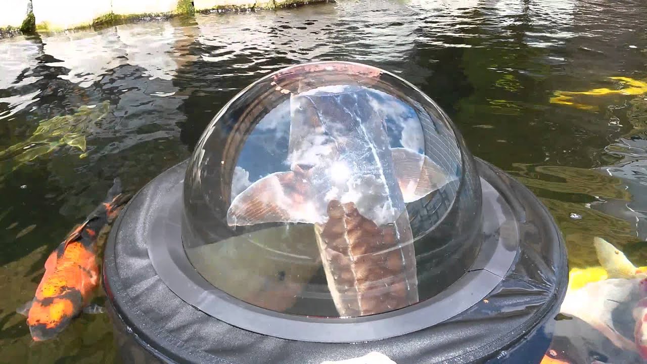 Sturgeon Feeding in the Velda Floating Fish Dome