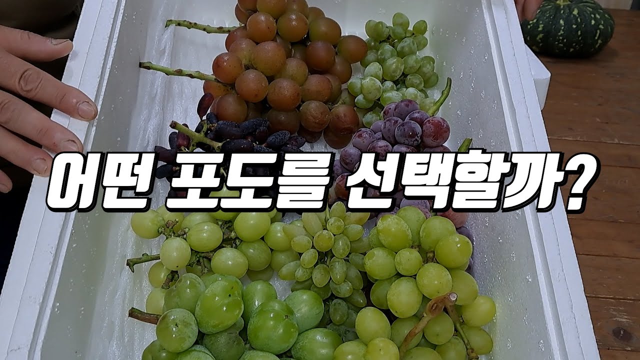 어떤 포도를 선택할까? (feat. 루비로망 포도에 실망하는 이유) [기분좋은농부TV/포도]