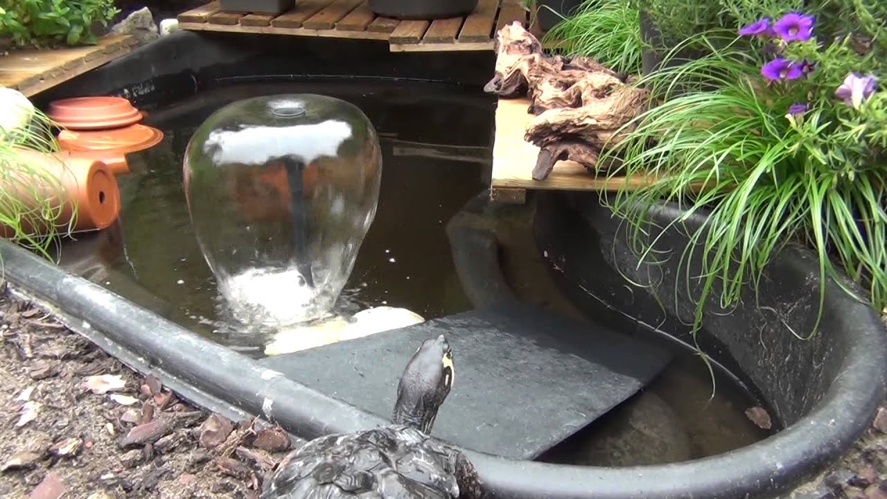Geelwangschildpad in de tuin
