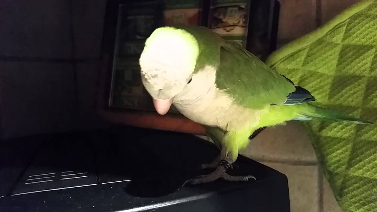 Gadająca papuga MNICHA NIZINNA