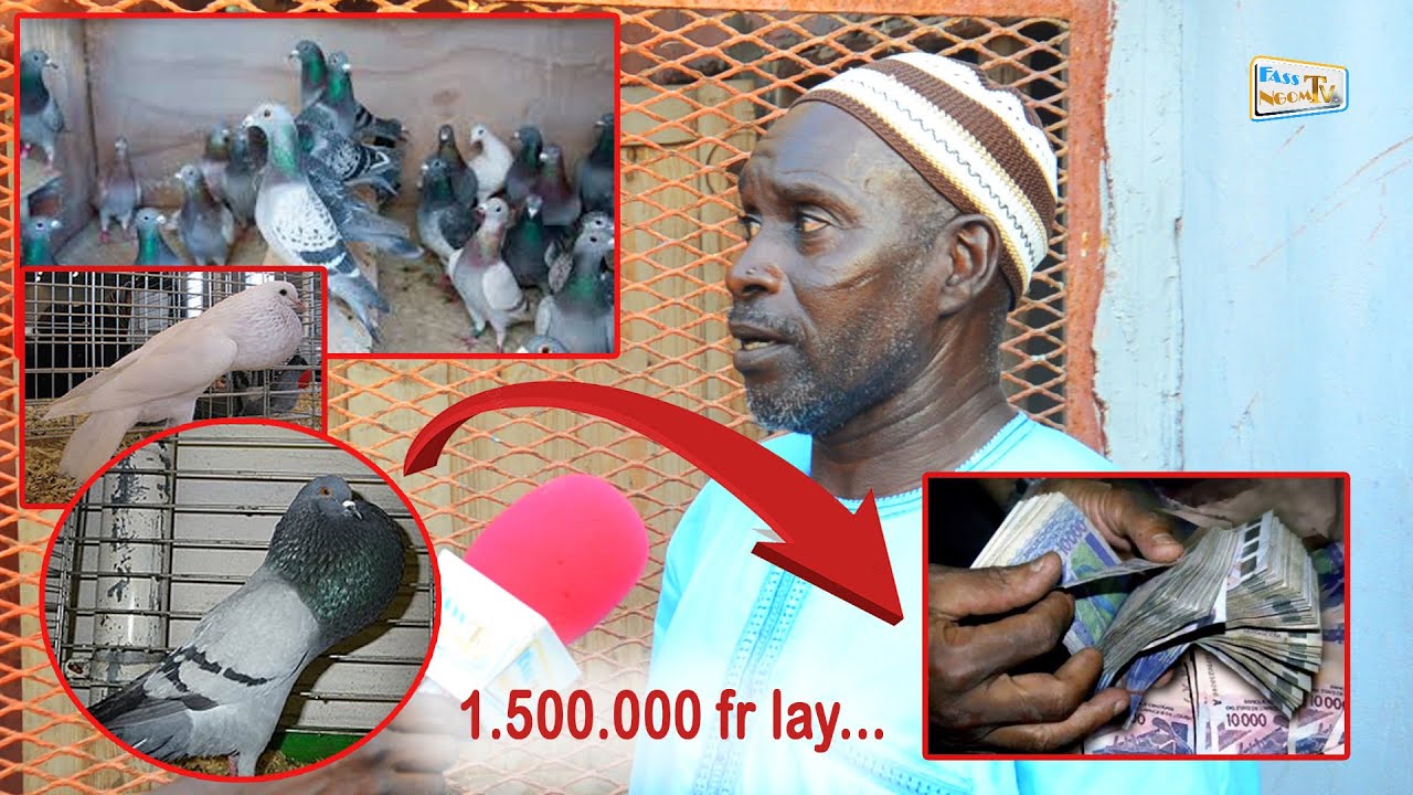 YAATAL - INEDIT: Découvrez tout les secrets que cache l'élevage des pigeons