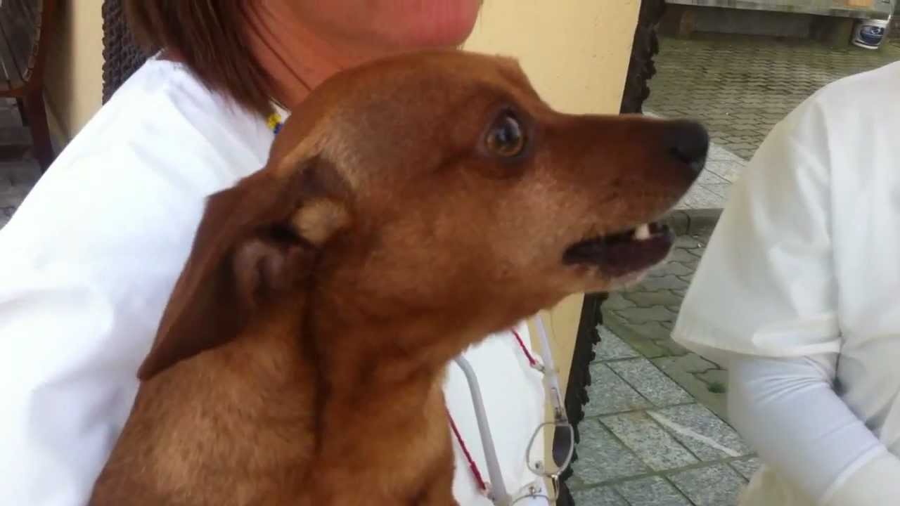 Cane inferocito ringhia poi mi morde