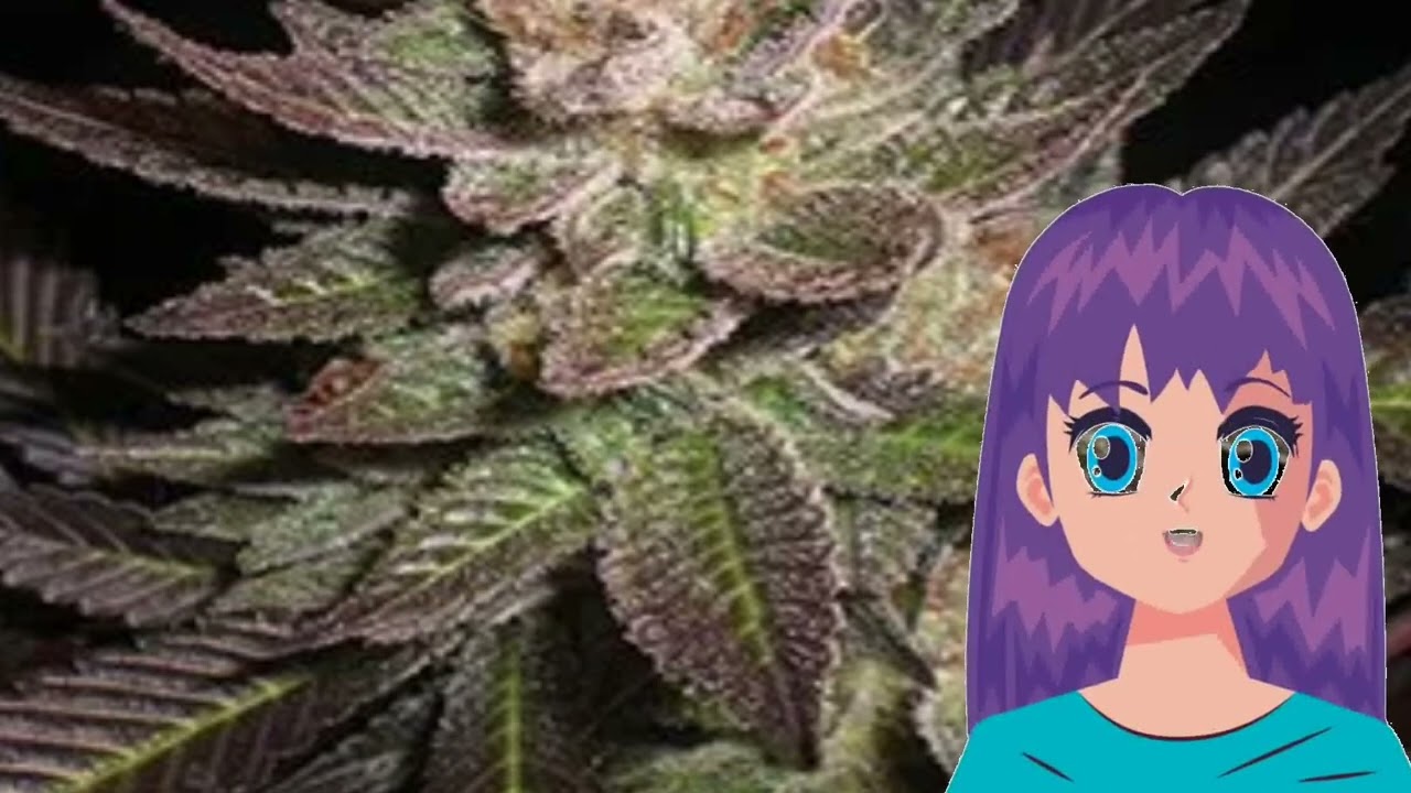 Purple Haze &ndash; G13 Labs