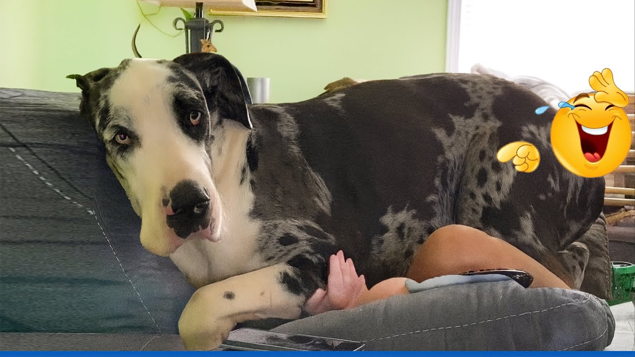 100 Pound Dog Still Thinks He’s a Baby! 😂🐶 The Funniest Cat & Dog Moments Compilation 😹 😂