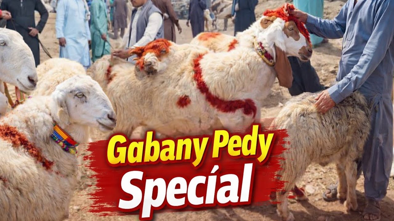 |🐐 Gabany Pedy Special | Mandi Rate Update 14-02-2026| Vlog 186 | Bakra Mandi Jacobabad|