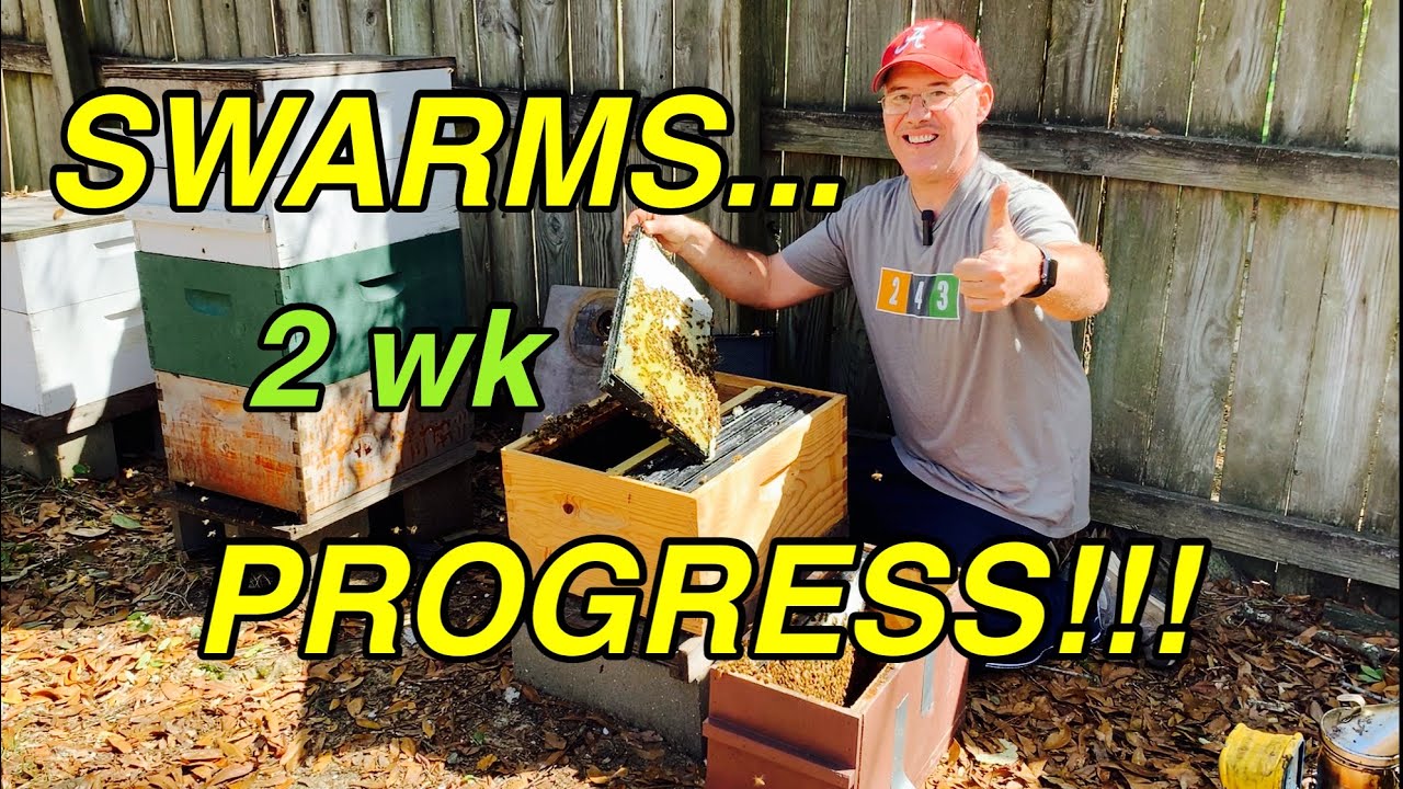 2 SWARMS did THIS in 2 WEEKS | Bees are AMAZING!!!