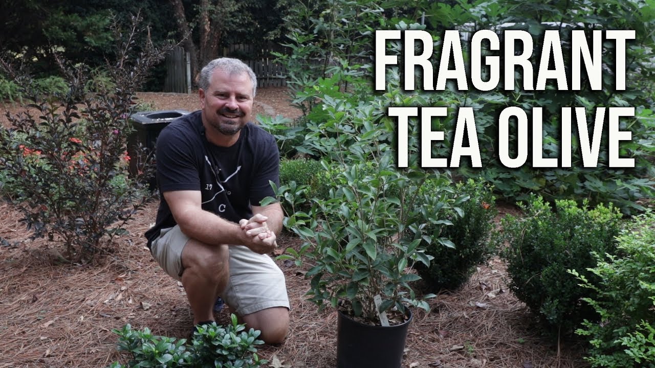 Fragrant Tea Olive in 2 Min - Osmanthus Fragrans