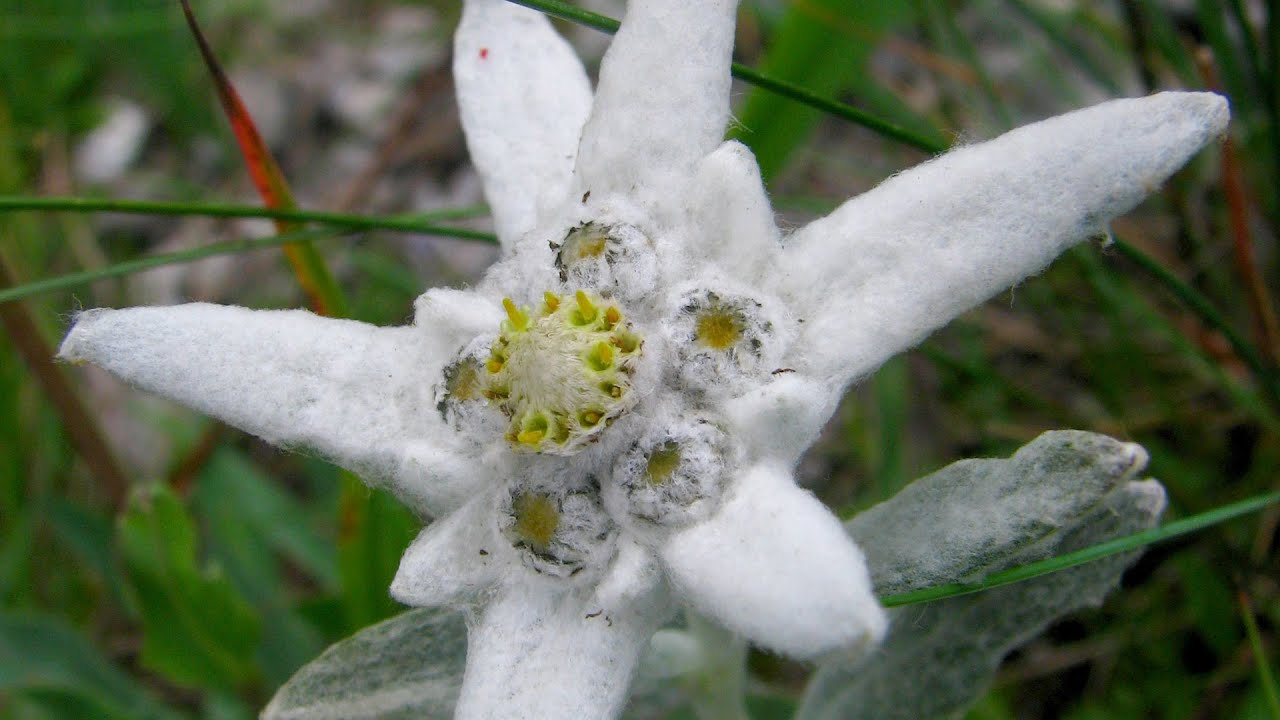 Stelutis Alpinis - Coro e Banda del Tricolore